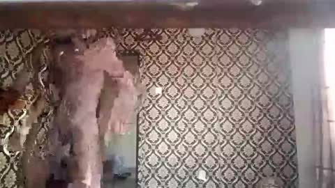 kingemizzy online show from 8, 1, 2026