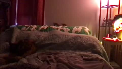 Kite Jackdaw Bi Trans Man online show from 8, 12, 2024