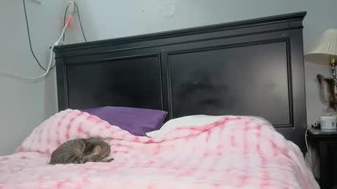 kittykat 1999 online show from 26, 2, 2026