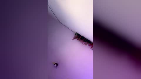 latin_bigcock21cm online show from 4, 3, 2026