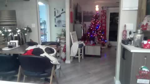 logan_rex_3 online show from 7, 1, 2026