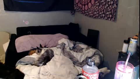 londonray online show from 15, 11, 2025