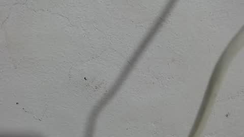 Frank and Nathy  online show from 11, 9, 2025