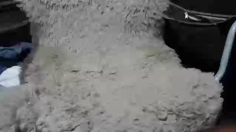 Snapshot of maximus_oreally chatting on 7, 1, 2025 Max online show from 7, 1, 2025