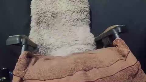 Snapshot of maximus_oreally chatting on 8, 1, 2025 Max online show from 8, 1, 2025