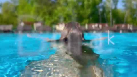 Adel online show from 14, 1, 2026