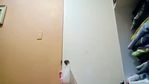 Im Ping online show from 30, 10, 2025