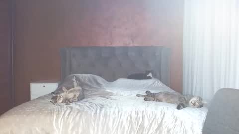 Misha online show from 31, 1, 2026