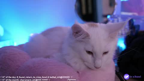 Snapshot of misshowl chatting on 11, 1, 2025 Lexi Bitch Tits Baked Goldfish Howl Miss Zero Remeber The First online show from 11, 1, 2025