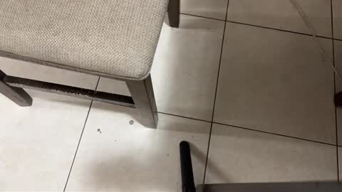 Carlos Nico online show from 15, 3, 2026