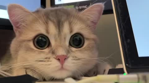 Sun or Luna online show from 21, 4, 2026