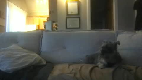 rossignol online show from 27, 2, 2025