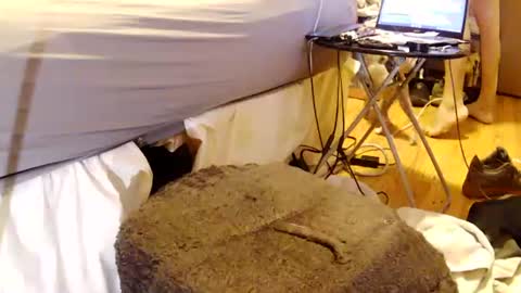 papabearbackdoor online show from 26, 7, 2026