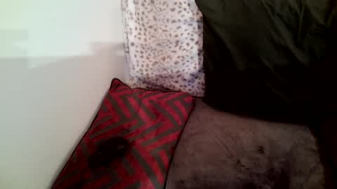 Snapshot of parlay0028 chatting on 29, 1, 2025 Parlay tellio online show from 29, 1, 2025