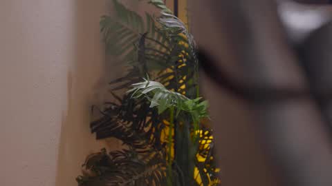 Snapshot of patricia_bennett chatting on 1, 12, 2025 Patricia online show from 1, 12, 2025