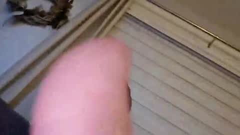 perfectdar online show from 9, 2, 2025