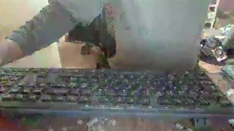 pup_y online show from 14, 12, 2025