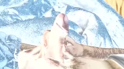 Snapshot of rabo_rico chatting on 26, 2, 2026 rabo_rico online show from 26, 2, 2026