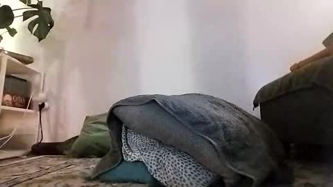 ranchoarg online show from 8, 1, 2026