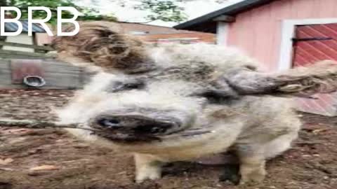 Snapshot of red_queeen chatting on 12, 3, 2025 QUEEN OF EVIL online show from 12, 3, 2025