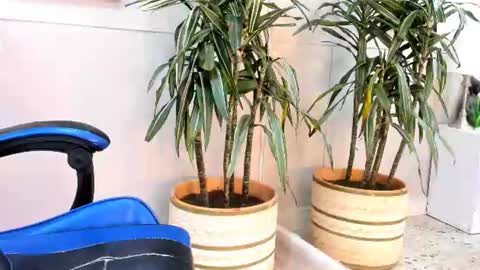 Snapshot of roan_birkin chatting on 17, 7, 2026 Roan Birkin online show from 17, 7, 2026