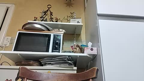 Snapshot of robke1966 chatting on 23, 12, 2025 robke1966 online show from 23, 12, 2025