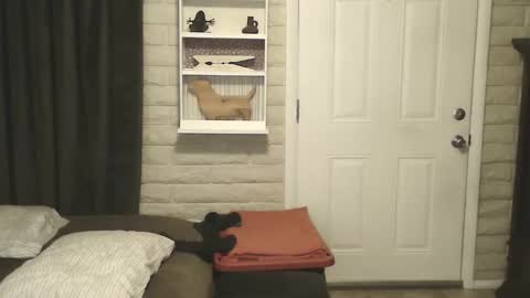 roinaz online show from 25, 1, 2025