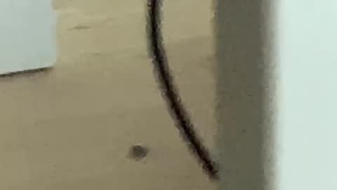 Snapshot of romanooff chatting on 27, 11, 2025 Roman online show from 27, 11, 2025