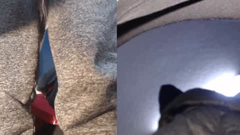 Snapshot of ryushi009 chatting on 21, 1, 2025 Ryushi009 online show from 21, 1, 2025