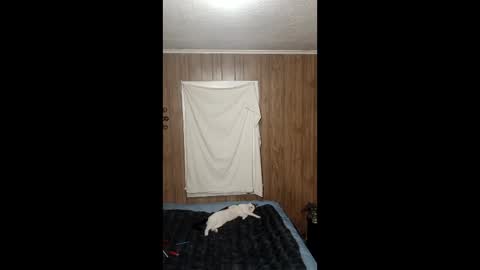 PupTwink online show from 3, 2, 2026