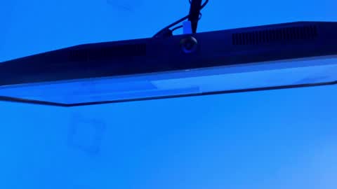 Sebastian online show from 13, 4, 2026