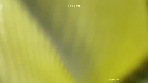 seduce_me_oldman online show from 9, 3, 2026