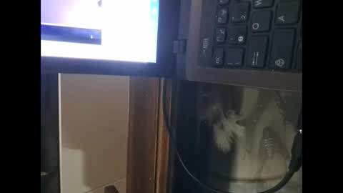 segaiolo21cm online show from 13, 4, 2026