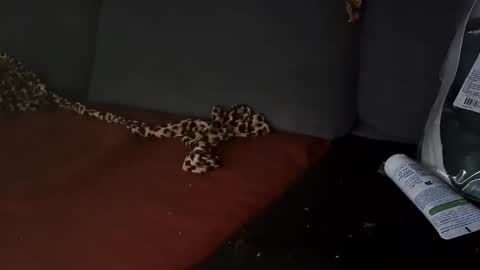 Julian Kinky Bi-guy online show from 28, 3, 2026