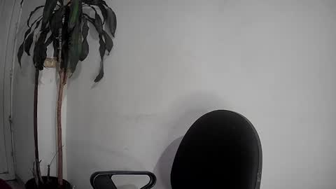 Silvie online show from 2, 12, 2024