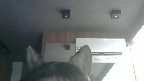 skinnykittencam online show from 8, 1, 2026