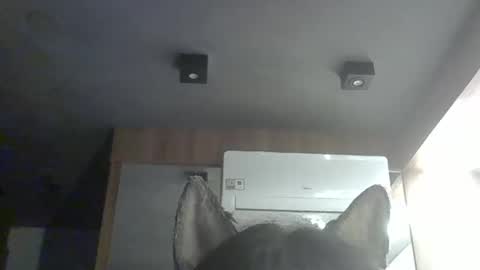 skinnykittencam online show from 7, 2, 2026