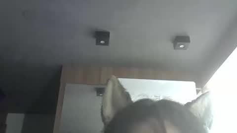 skinnykittencam online show from 9, 2, 2026