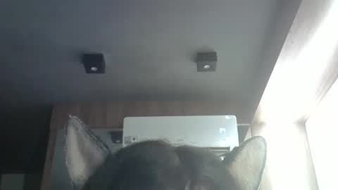 skinnykittencam online show from 9, 4, 2026