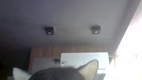 skinnykittencam online show from 30, 5, 2026