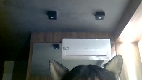 skinnykittencam online show from 29, 6, 2026