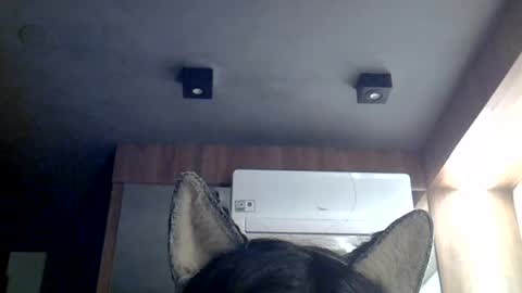 skinnykittencam online show from 12, 7, 2026