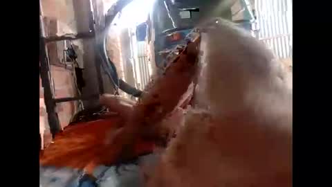 snqhephncxpu online show from 17, 2, 2026