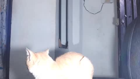 Snapshot of sofiadoll77 chatting on 1, 3, 2025 sofiadoll77 online show from 1, 3, 2025