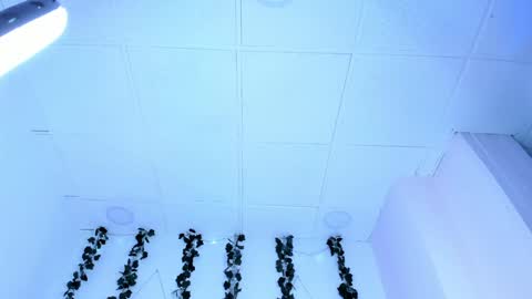 Snapshot of sophiehill_gh chatting on 31, 1, 2025 SOPH  online show from 31, 1, 2025