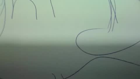 Scottietee online show from 2, 3, 2026