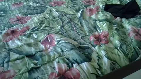 Rocco-load online show from 15, 1, 2025