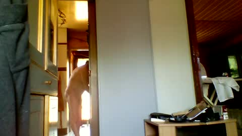 stevefromfrance online show from 20, 7, 2026