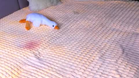 Snapshot of sweet_barbe chatting on 2, 11, 2025 Alice online show from 2, 11, 2025