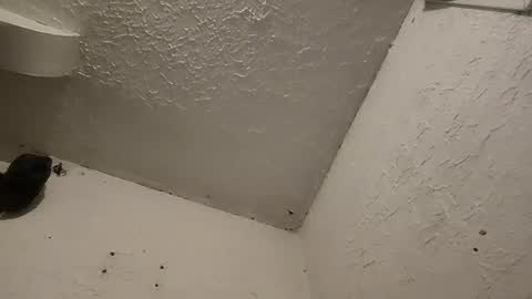 Snapshot of talenjames chatting on 11, 3, 2025 Talen James online show from 11, 3, 2025